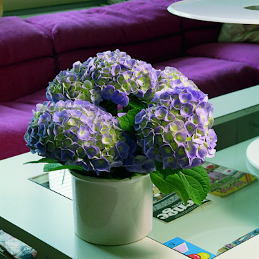 _Hydrangea macrophylla, **hortensia**.