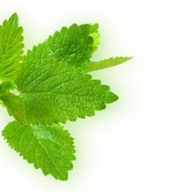 **Citronmeliss**, _Melissa officinalis_