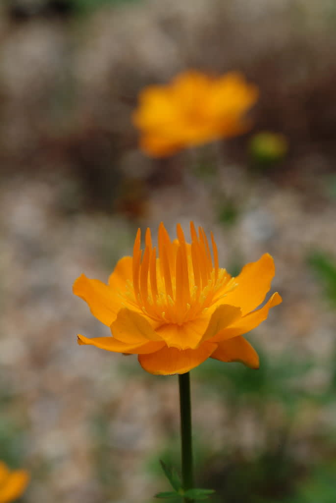 Kinesisk smörboll, _Trollius chinensis_.