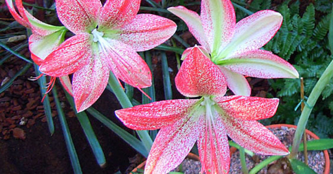 _Hippeastrum pardinum_, panteramaryllis. Dock inte mammas...
Foto: Sylvia Svensson