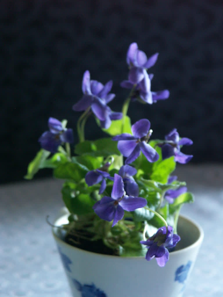 _Viola odorata_ 'Königin Charlotte'.
Foto: Bernt Svensson