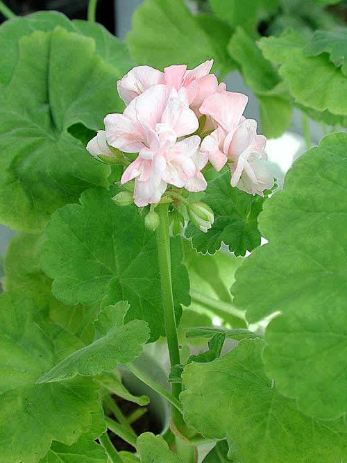 Den växt som mest förknippas med Karins förmak är nog pelargonen 'Sundborn', en "mårbackapelargon".