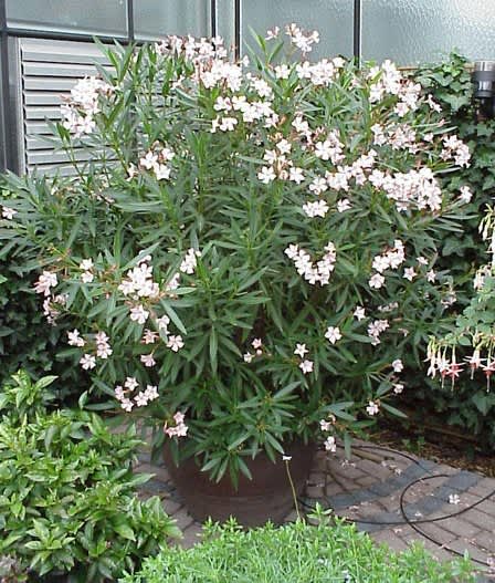 Vit oleander, _Nerium oleander_. 