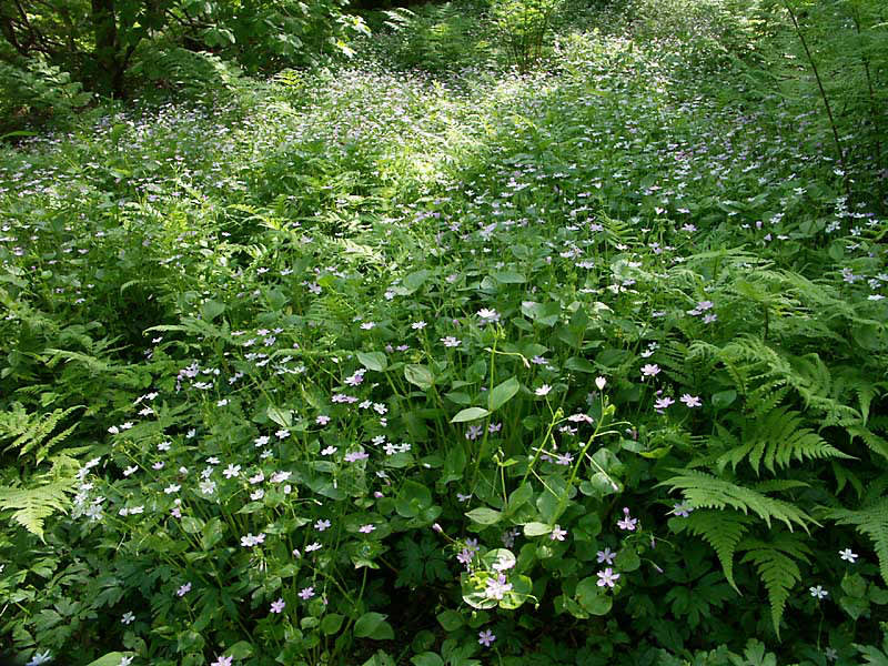 Ormbunkar tillsammans med vårsköna.
Foto: Sylvia Svensson