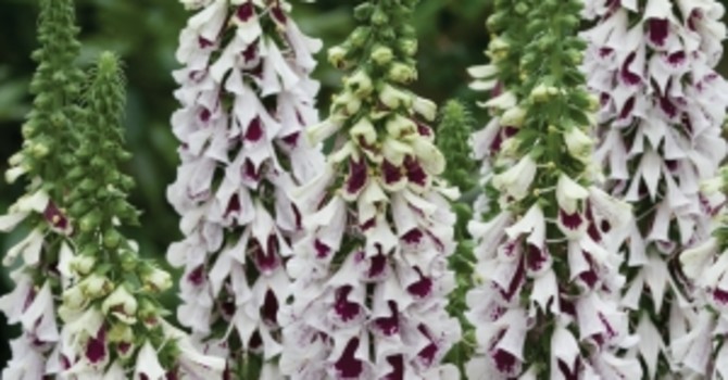 _Digitalis_ ’Foxtrot’, **fingerborgsblomma**. Foto: PoD