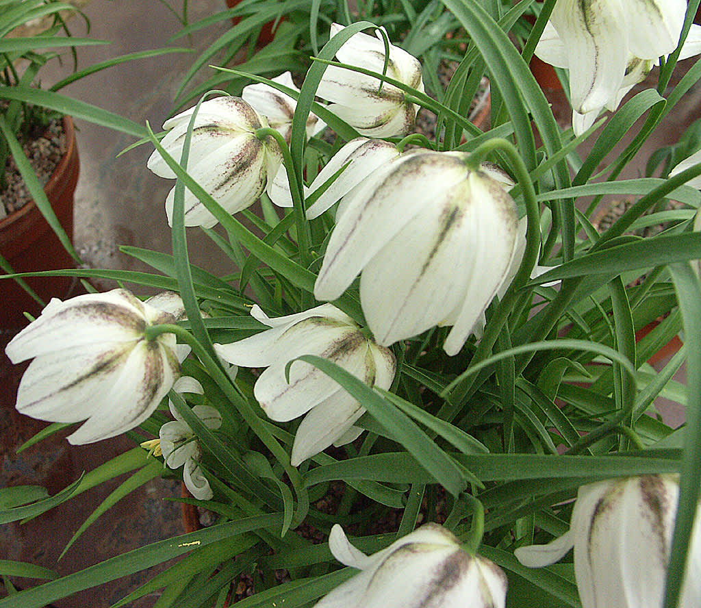 _Fritillaria meleagris_ 'Alba'.
Foto: Bernt Svensson