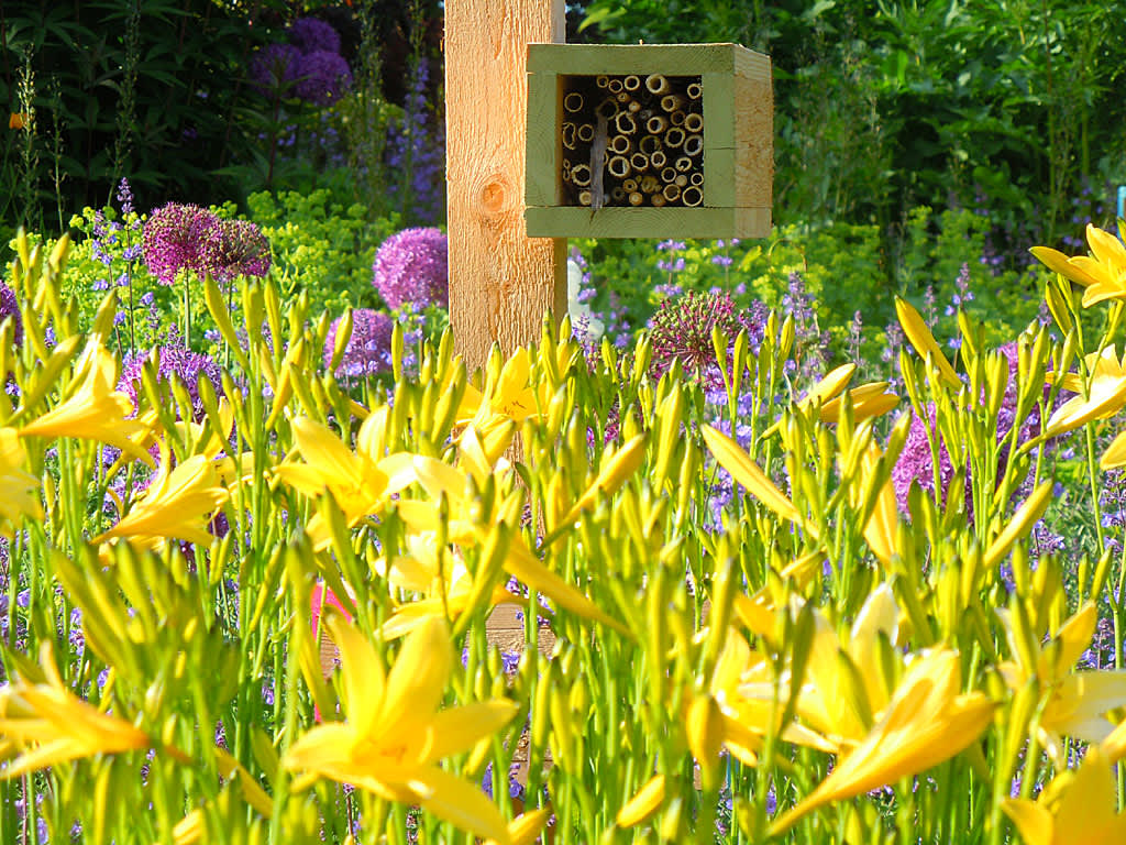 Gul daglilja, _Hemerocallis lilioasphoderus_, är oerhört vacker i rabatten! Foto: Sylvia Svensson
