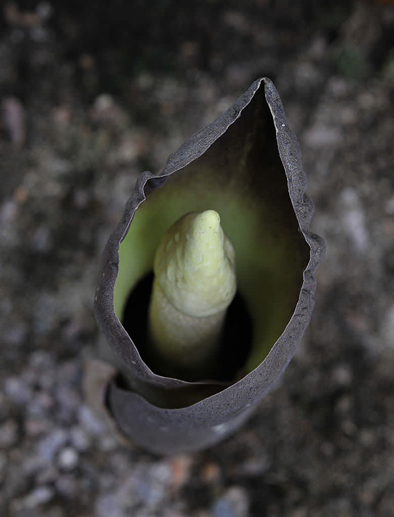 _Amorphophallus paeoniifolius_.
Foto: Bernt Svensson