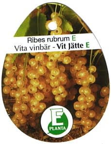 Vita vinbär 'Vit Jätte'.
Foto: E-planta