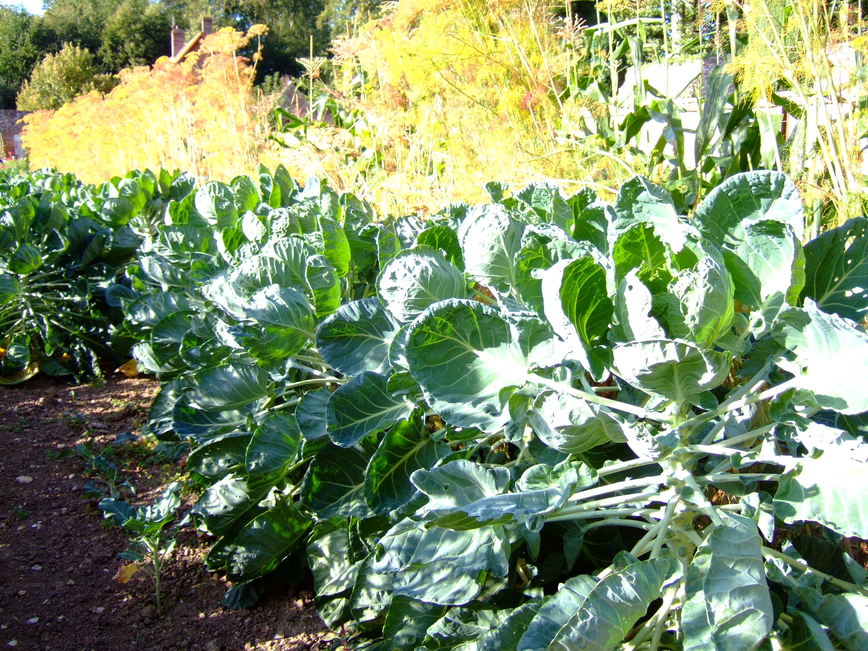 Potager med brysselkål vid Chateau de Miromesnil, Frankrike. Foto: Sylvia Svensson