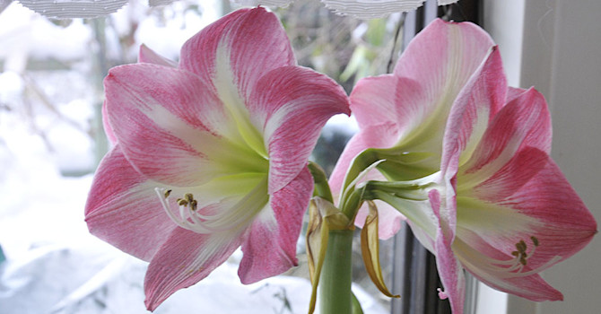 Min mamma hade magnifika amaryllisar. Jag försöker vårda mina lika ömt! Här 'Apple Blossom'. Foto: Sylvia Svensson