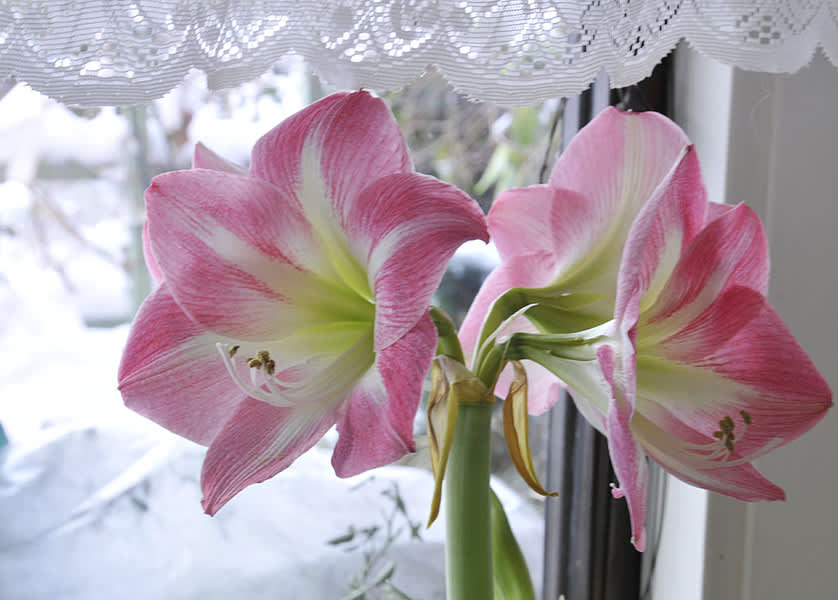 Min mamma hade magnifika amaryllisar. Jag försöker vårda mina lika ömt! Här 'Apple Blossom'. Foto: Sylvia Svensson

