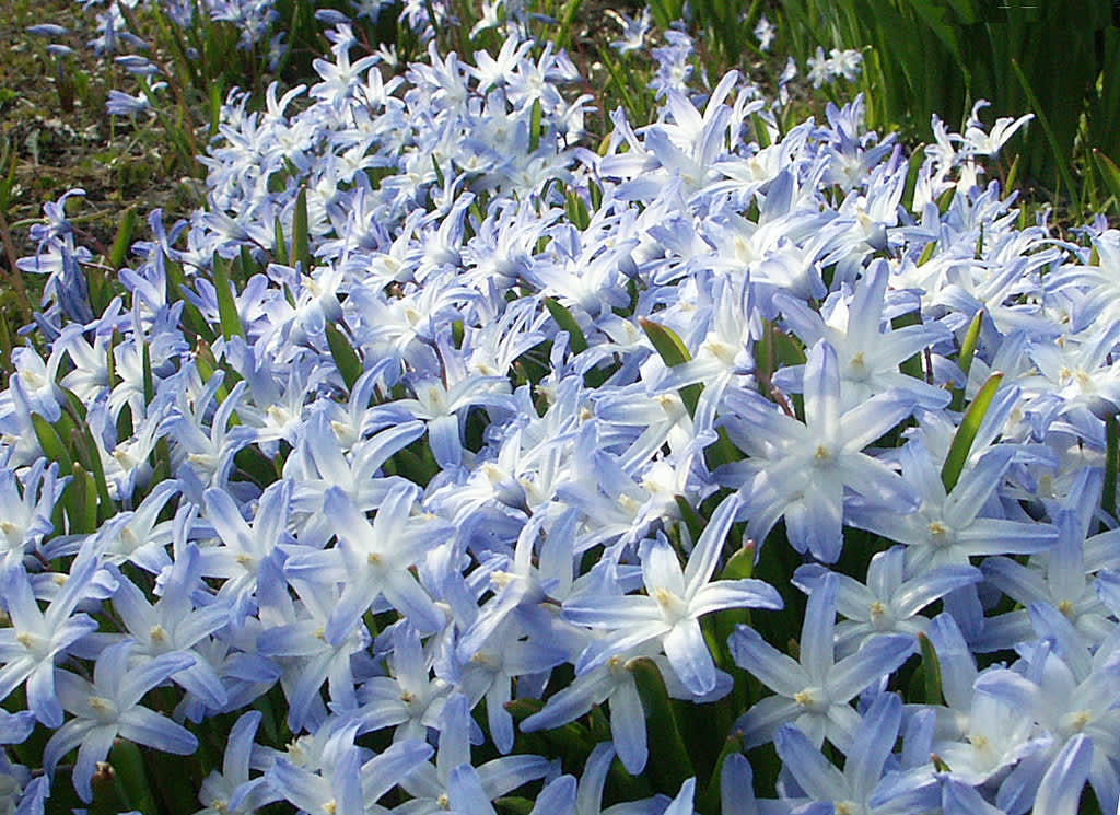 Vårstjärnna, Scilla forbesii i ljusblått
 Foto: Sylvia Svensson