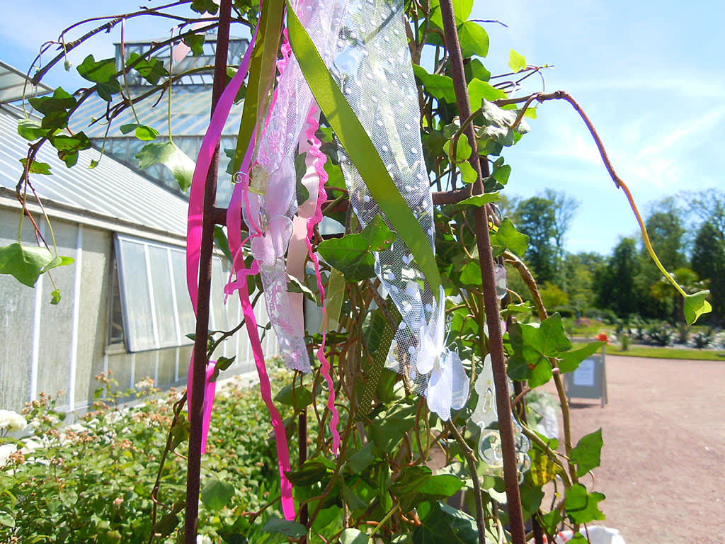 Rosa är temat för årets rosenfest på Trädgårdsföreningen i Göteborg.