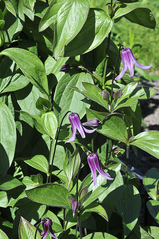 _C. integrifolia_ 'Floris V', grupp 3