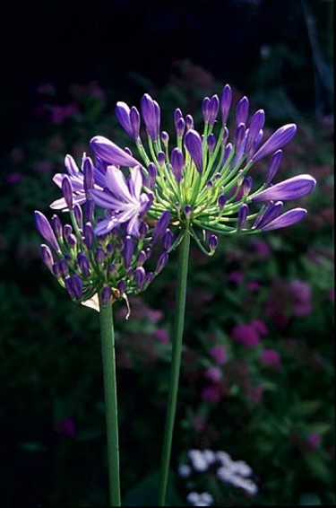 _Agapanthus praecox_.