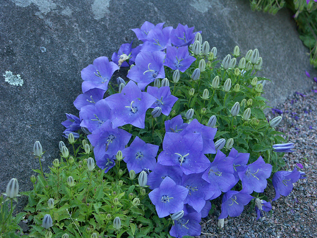 _Campanula carpatica_ ssp _turbinata_.
Foto: Sylvia Svensson
