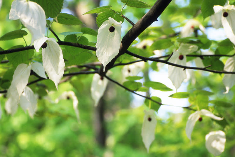 Näsduksträd, _Davidia involucrata_.