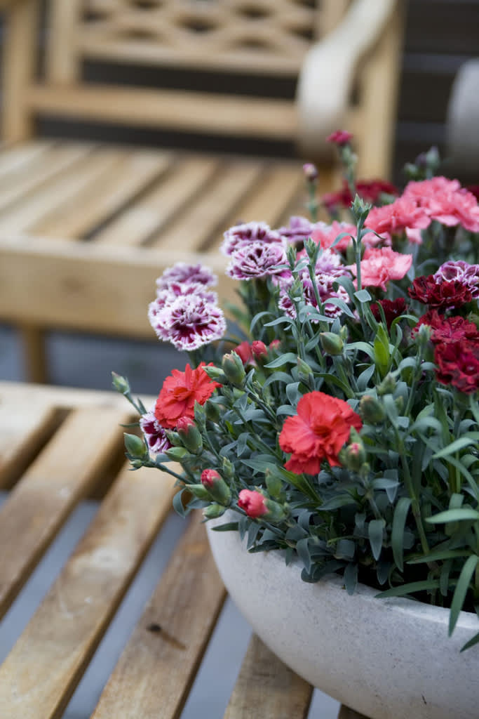 Trädgårdsnejlika, _Dianthus caryophyllus_. Foto: Blomsterfrämjandet.