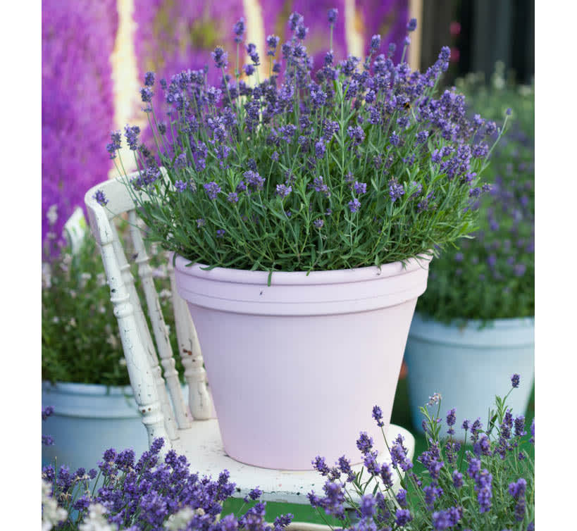 Lavendel, Lavandula 'Aromatica Blue' Foto: Blomsterfrämjandet