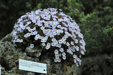 D. x microphylla x curviflora i kalkstentufa.