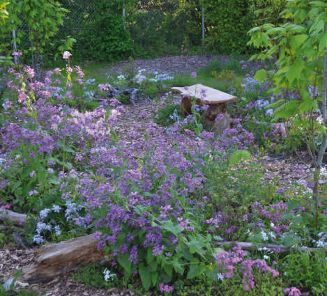 Vy med bland annat judaspenningar, _Lunaria annua_ och strimlönn till höger. Foto: Mästarrabatten