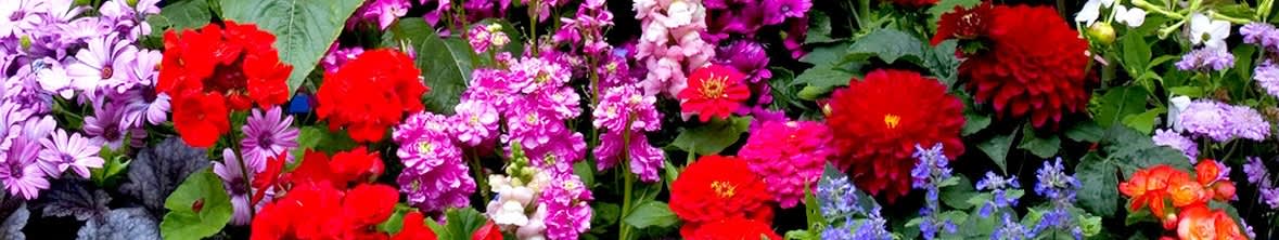 Lättodlade Blomsterfröer