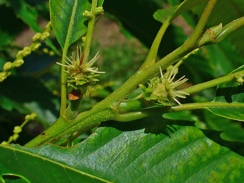 Äkta kastanj, honblommor framför, en hanblomma bakom.
Foto: Wikipedia