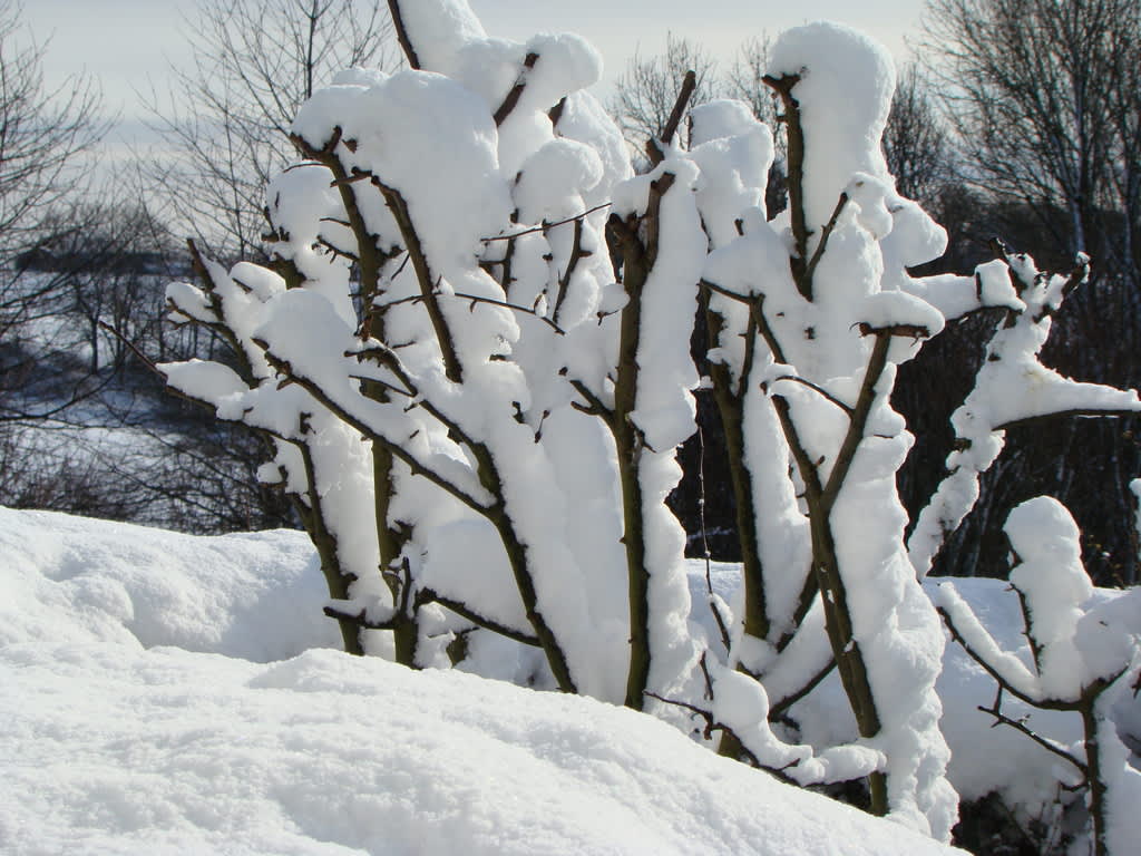 Bilden är inte från Helen i Piteå utan från en annan snöig trädgård i mars. Vi lever i olika trädgårdsvärldar så här års!