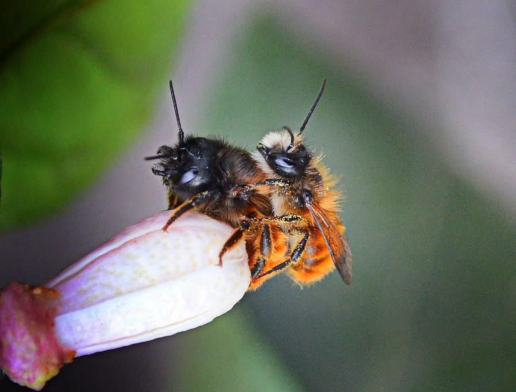 Murarbin förevigade under en kärleksstund på en citronblomknopp.