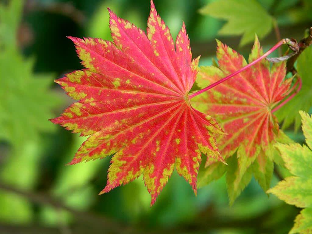 Acer japonicum 'Aureum' i höstfärg. Foto: Sylvia Svensson