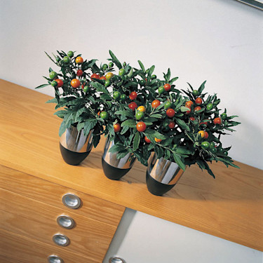 Korallbär, _Solanum pseudocapsicum_.