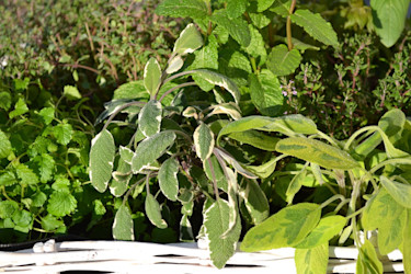 Blandade kryddväxter.
Foto: Blomsterfrämjandet