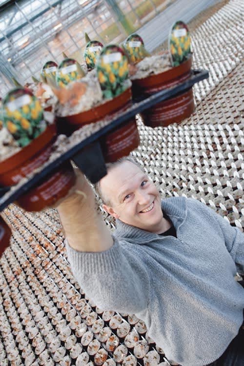 Henning Pedersen, som äger Gartneriet Pedersen, fick idén att odla lökväxter som krukväxter i början av 90-talet.