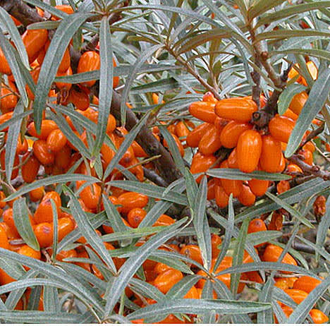 Havtorn,  _Hippophae rhamnoides_, 'Julia'Foto: Odla