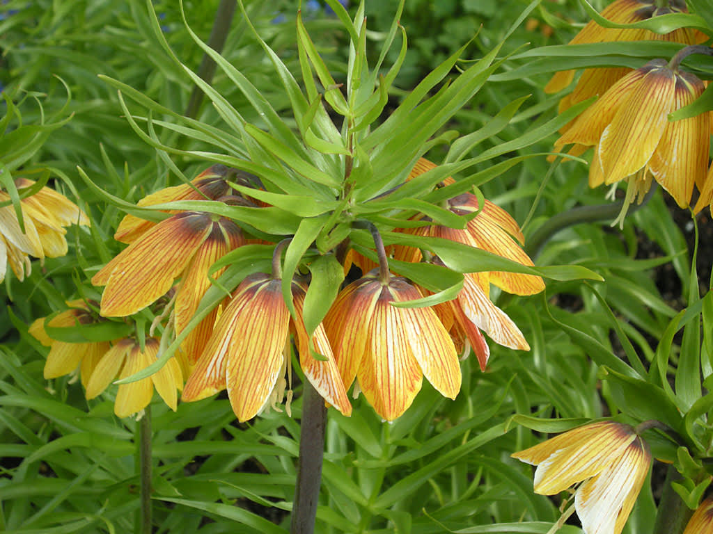 Fritillaria imperialis 'Striped Beauty'. Foto: Sylvia Svensson 