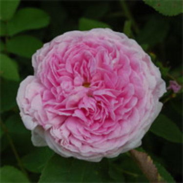'Aimable Amie'