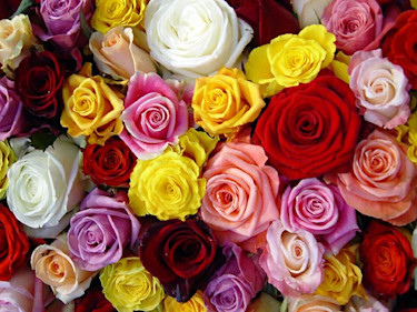 Rosor. Foto: Blomsterfrämjandet.