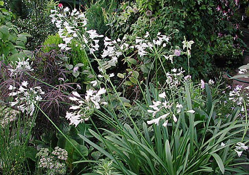 _Agapanthus praecox 'Alba'_.