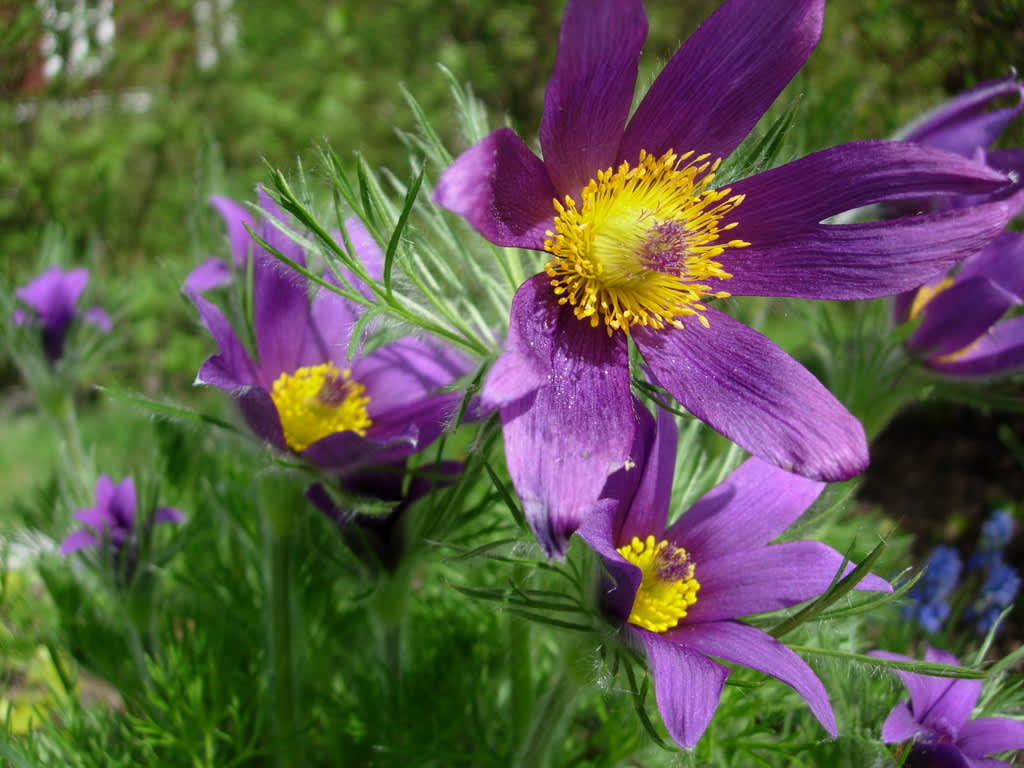 Backsippan hör till de tidiga perennerna. Här i juni 2009.