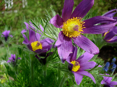 Backsippan hör till de tidiga perennerna. Här i juni 2009.