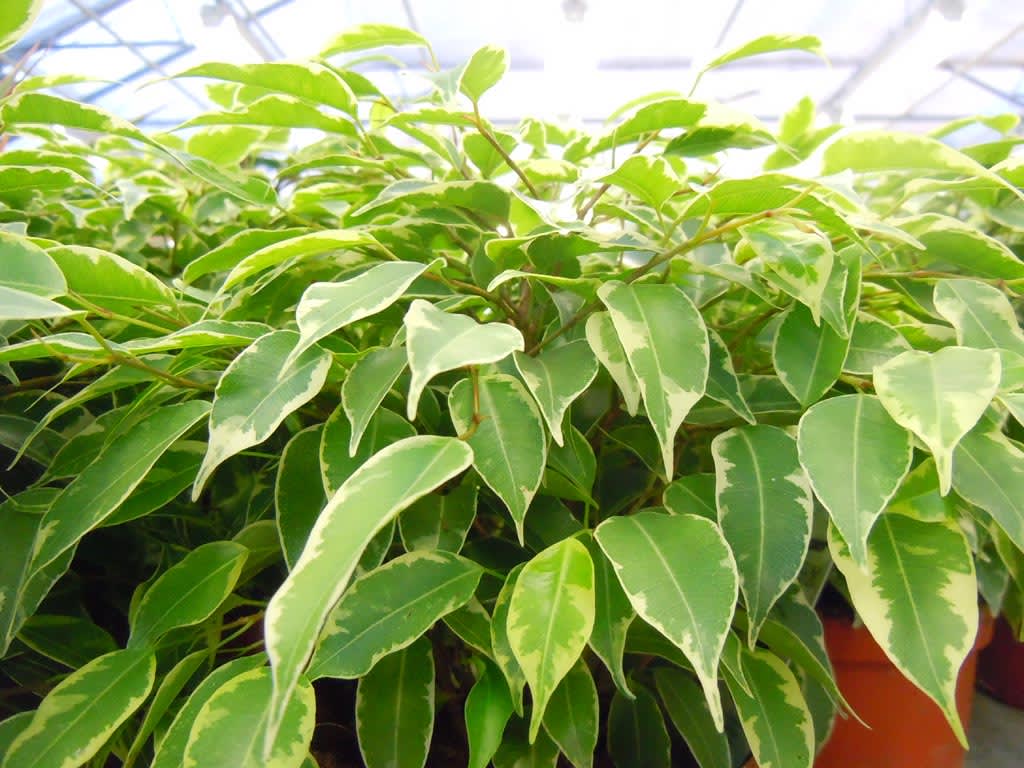 _Ficus benjamina_, **Benjaminfikus** 'Kinky'