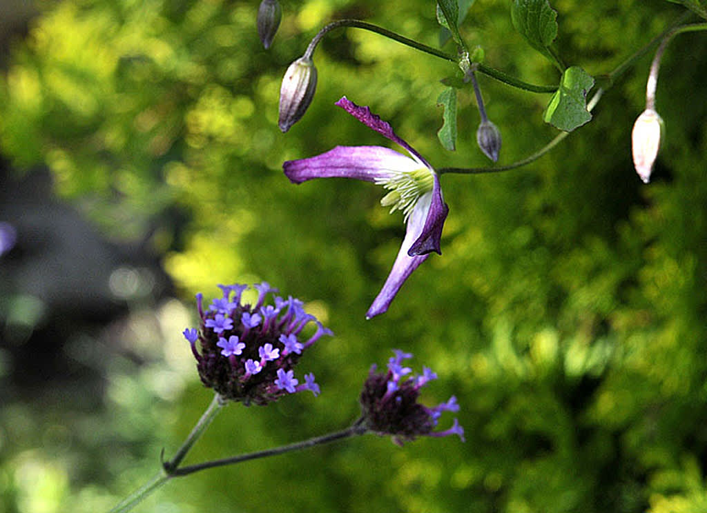 Clematis 'Rubromarginata' "snackar" med jätteverbena i samma färg!