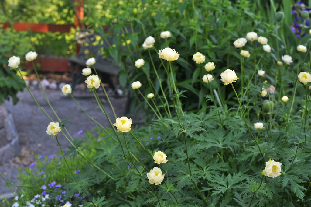'Alabaster' och 'Cheddar' är två snarlika sorter med gräddgula blommor med gul mitt. 