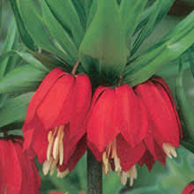 Kejsarkrona, _Fritillaria imperialis_ 'Rubra'. Foto:  [Odla.nuShop](http://erbjudande.odla.nu/hl/?utm_source=odla&utm_medium=webb&utm_campaign=shopspalt1)