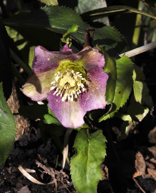 Helleborus orientalis 'Appleblossom'. Foto: Sylvia Svensson