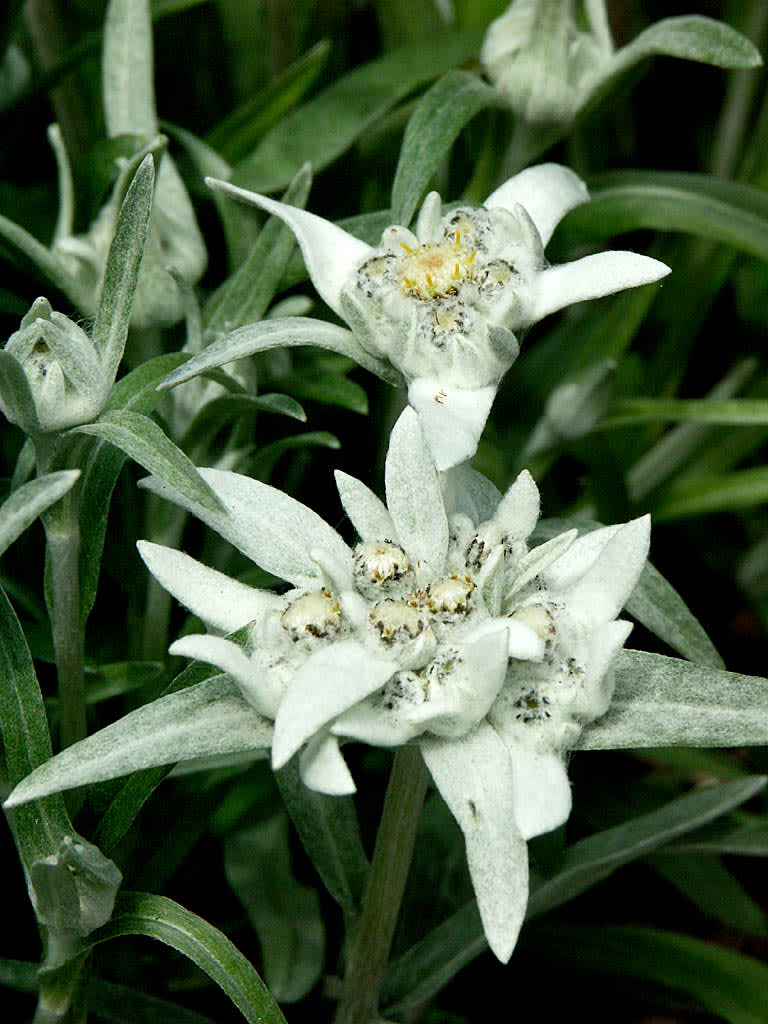 Edelweiss, _Leontopodium alpinum_.
Foto: Sylvia Svensson
