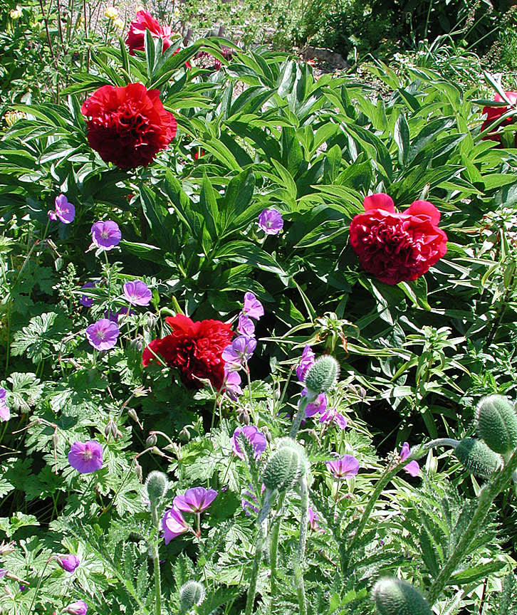 Dubbel bondpion, _Paeonia x festiva 'Rubra Plena'_.
Foto: Sylvia Svensson