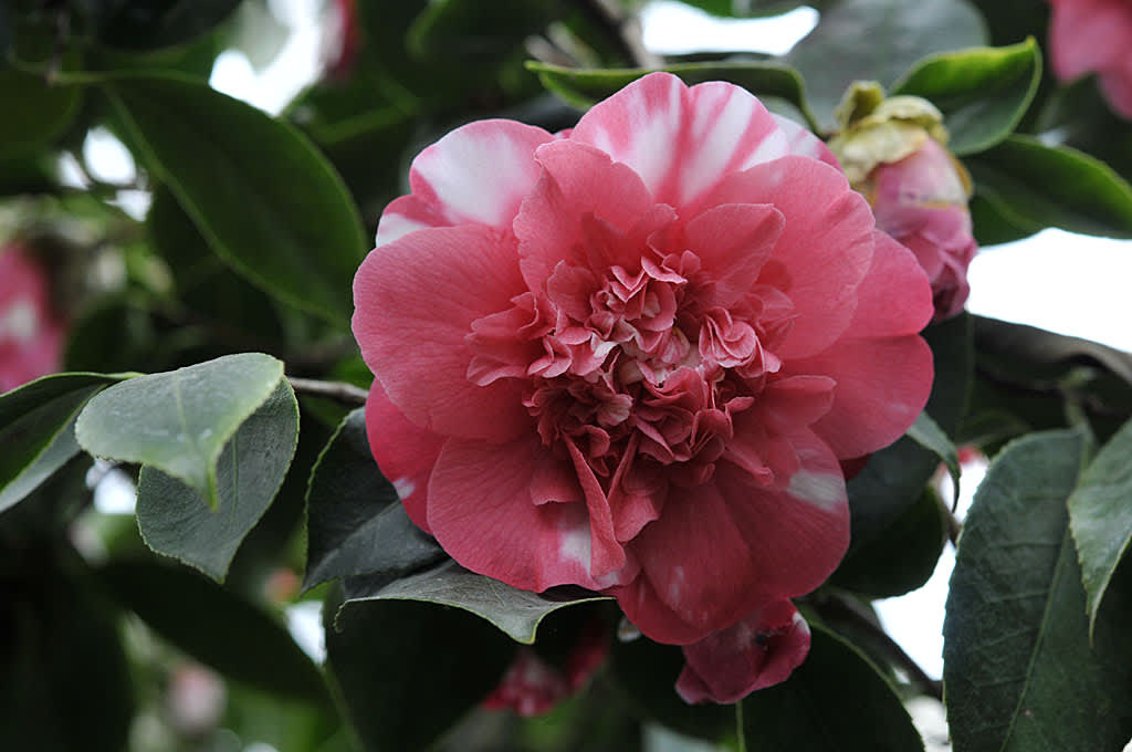 _Camellia japonica_, gammal sort
Foto: Bernt Svensson