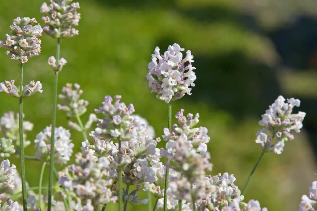 Lavendel, _Lavandula Aromatico_, Silver.
Foto: Blomsterfrämjandet/Syngenta